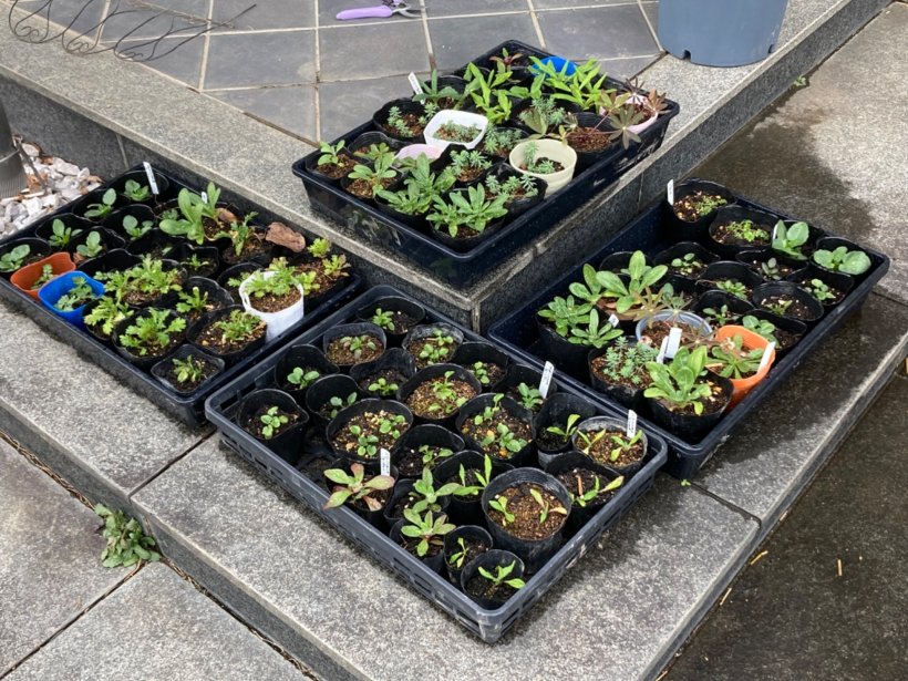 いろんな種類の苗