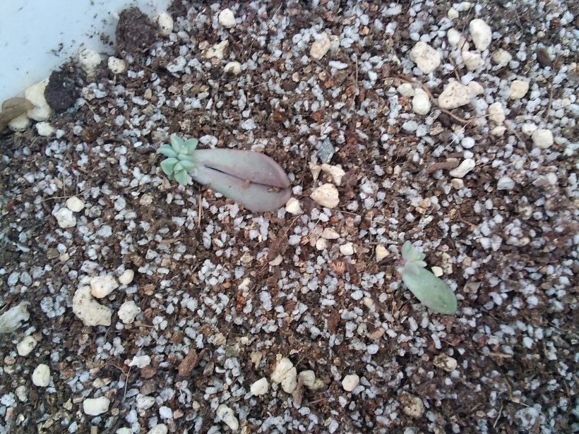 蕾の出てきた多肉の葉