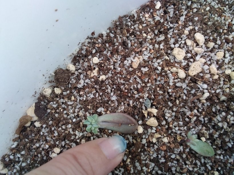 多肉の葉と小指