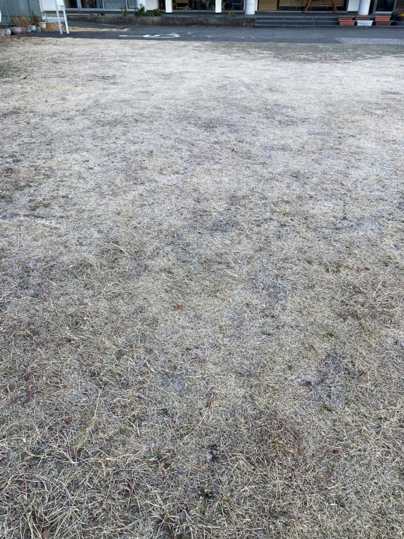 霜で白くなった芝生