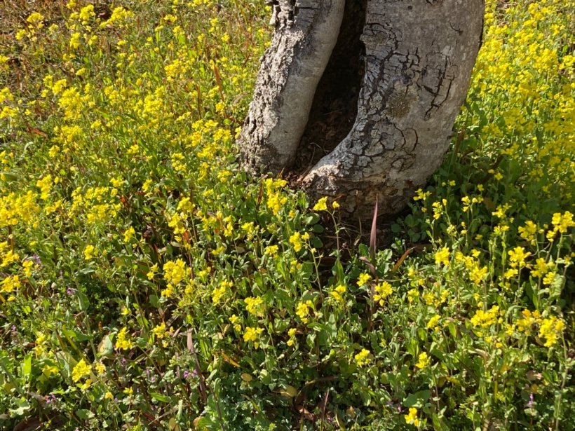 木の周りに囲むように咲いた黄色い花