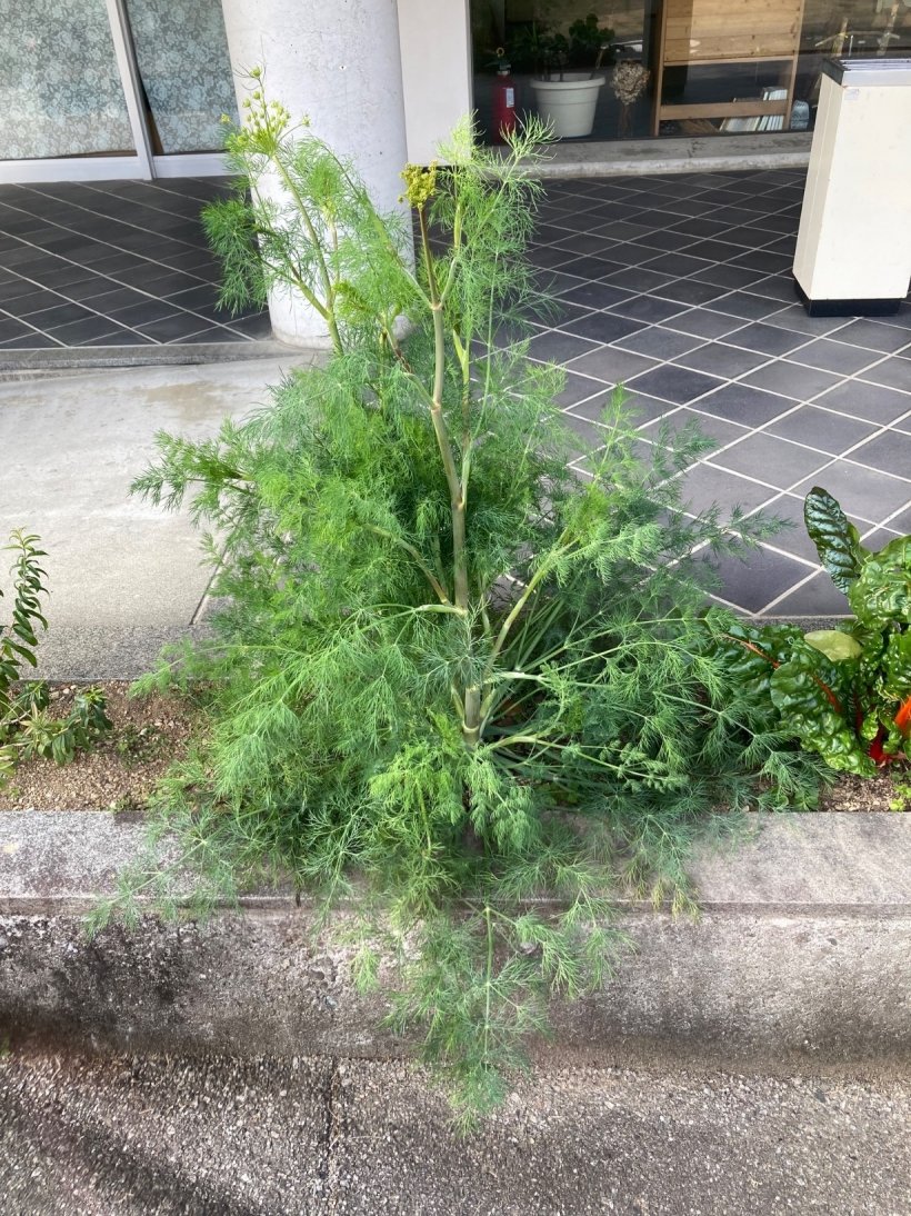 大きく育ったファンネル