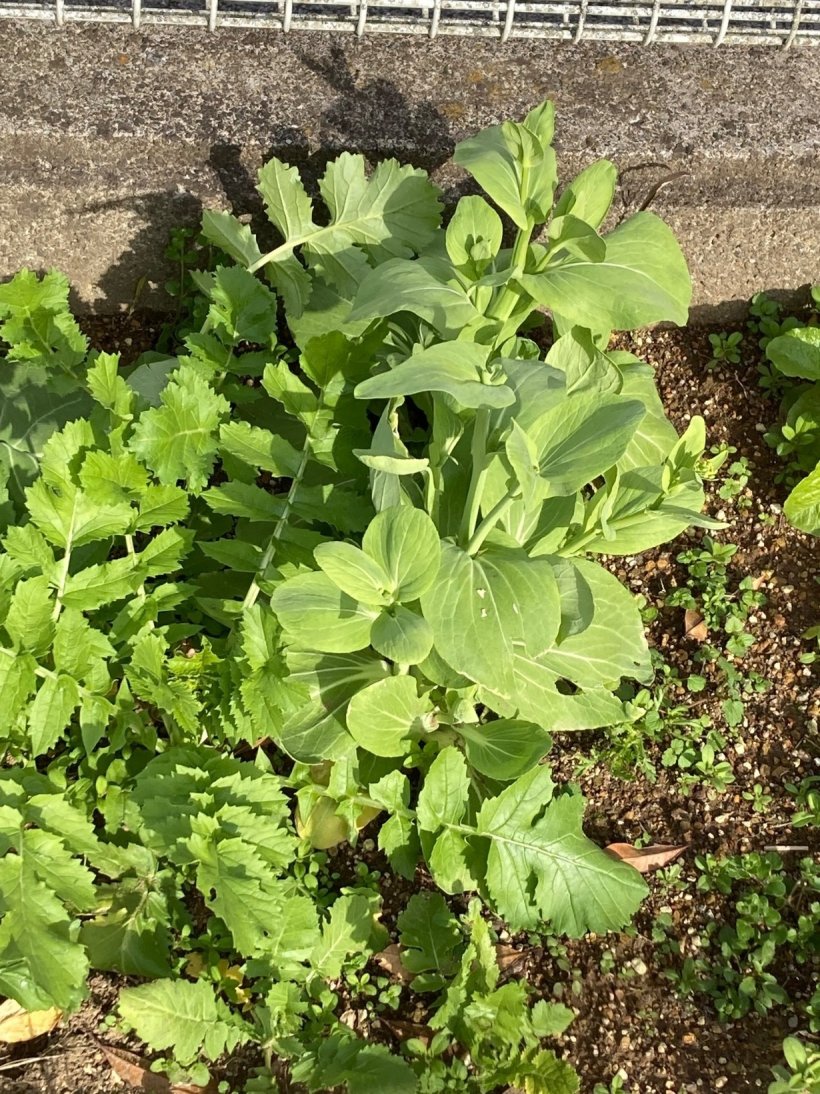 花の咲きそうな小松菜