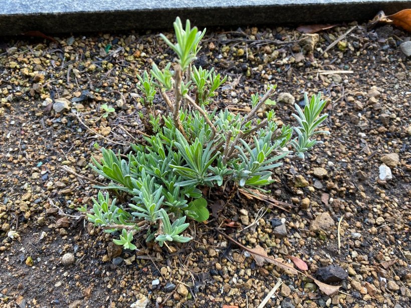 新芽が出ているラベンダー