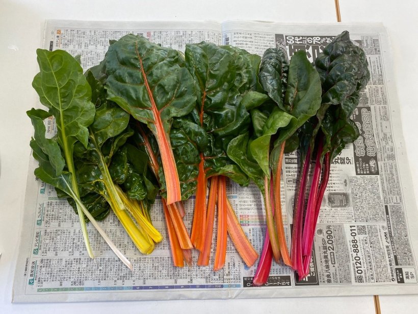 赤・オレンジ・黄色・白の収穫したスイスチャード