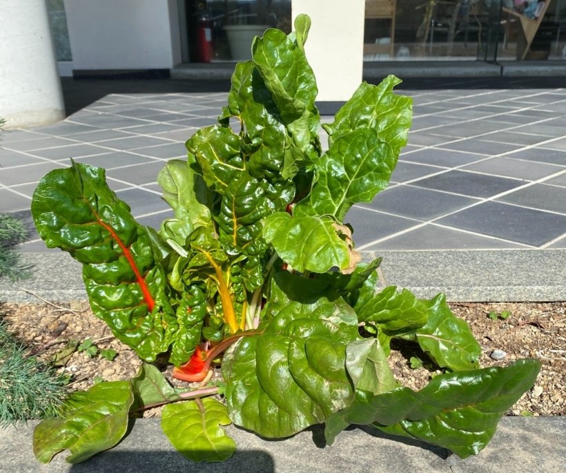 大きく育ったスイスチャード