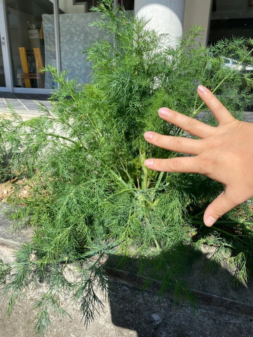 手と大きなフェンネル