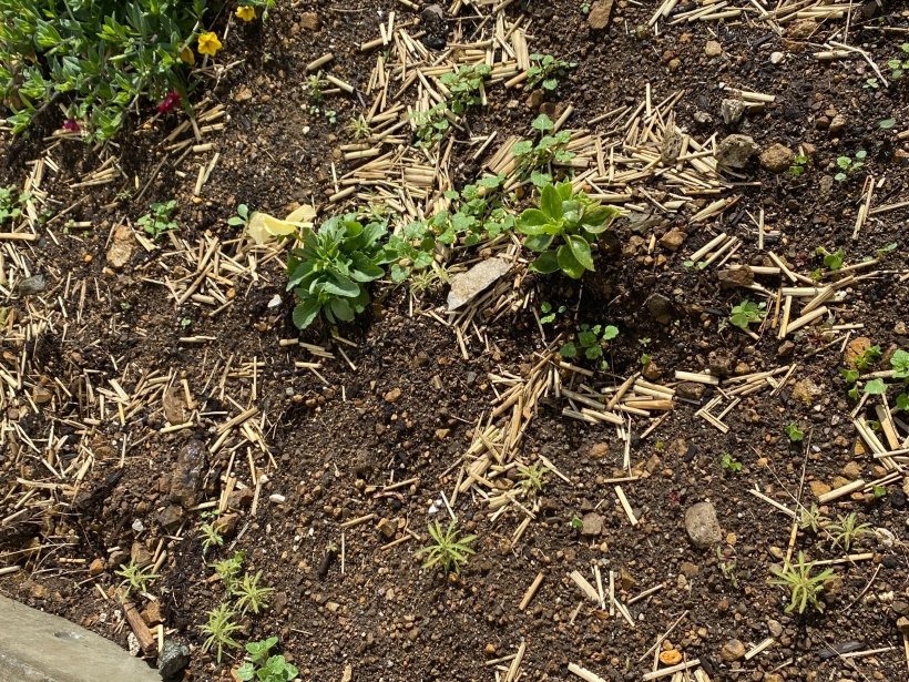 花壇に生えたコキアとはな