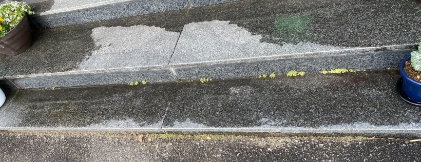 階段の隙間から出ているコキア