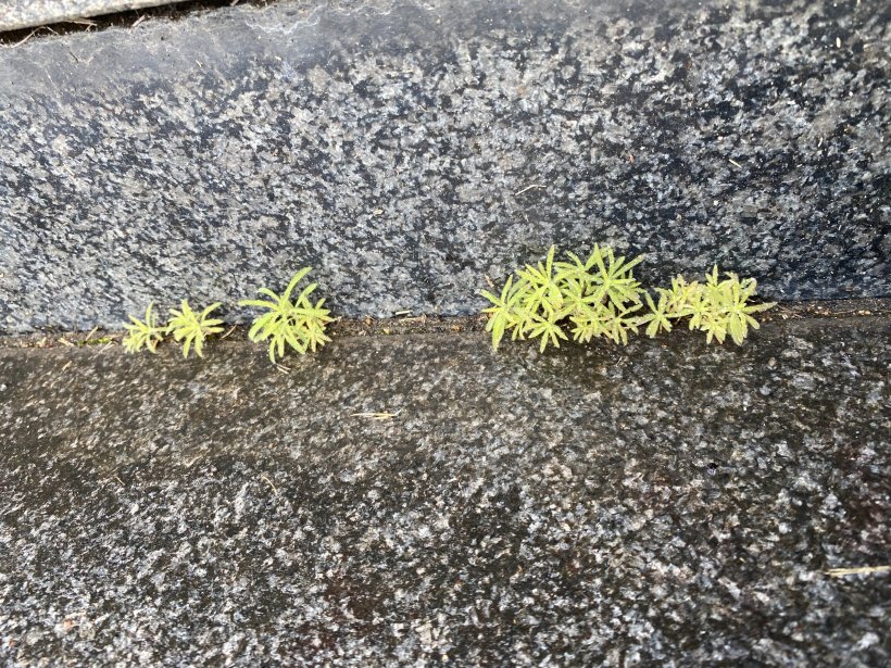 沢山生えたコキア