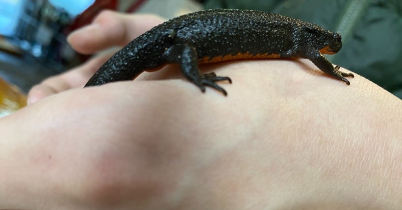 手に乗ったイモリ