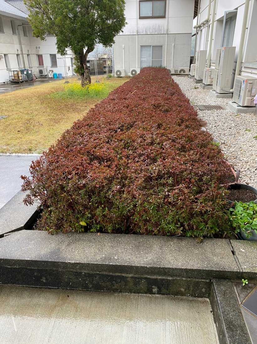 赤くなったさつき