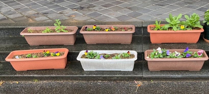 プランターに咲いた花