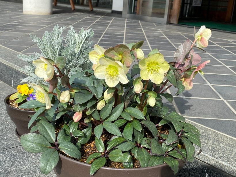 沢山咲いたクリスマスローズ