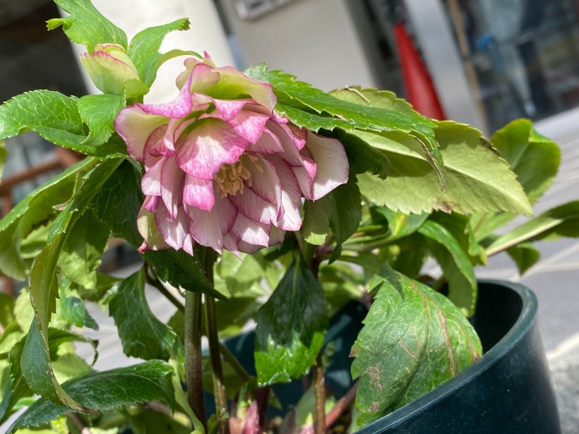 ピンクと白の花が1輪咲いたクリスマスローズ