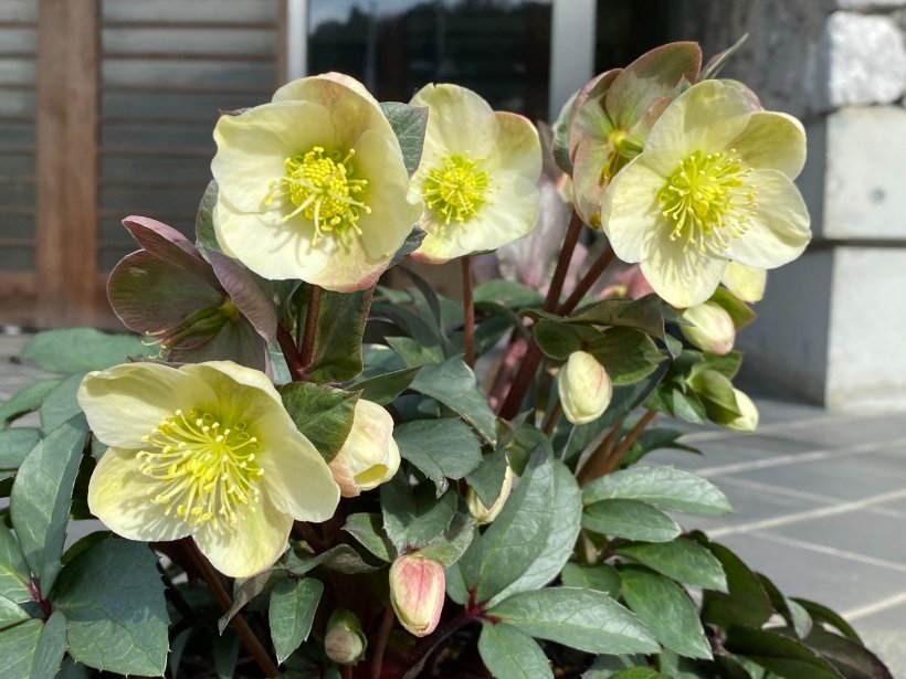 5輪の花が咲いた白い花のクリスマスローズ