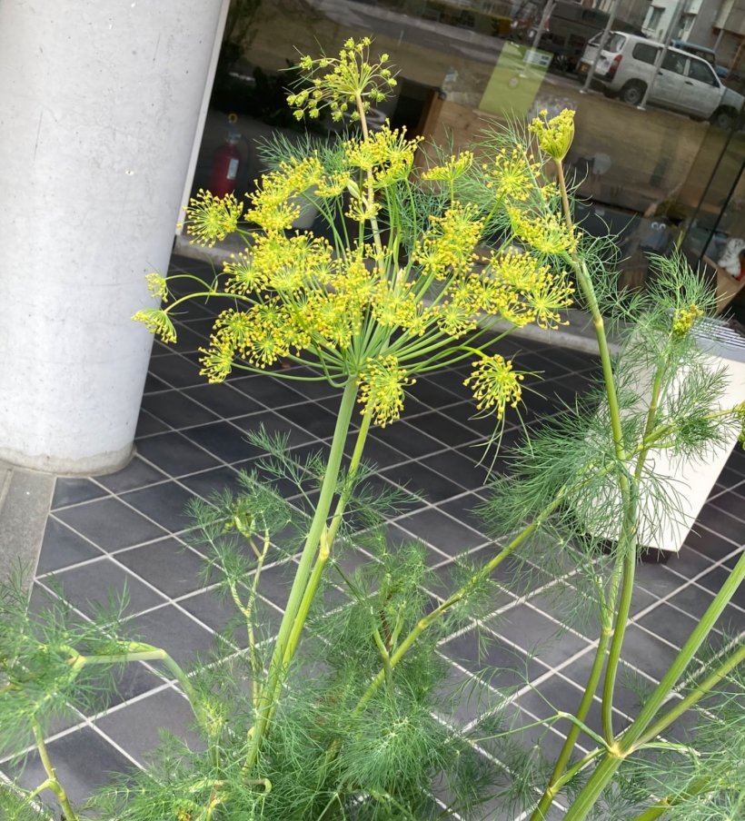花が咲いたフェンネル