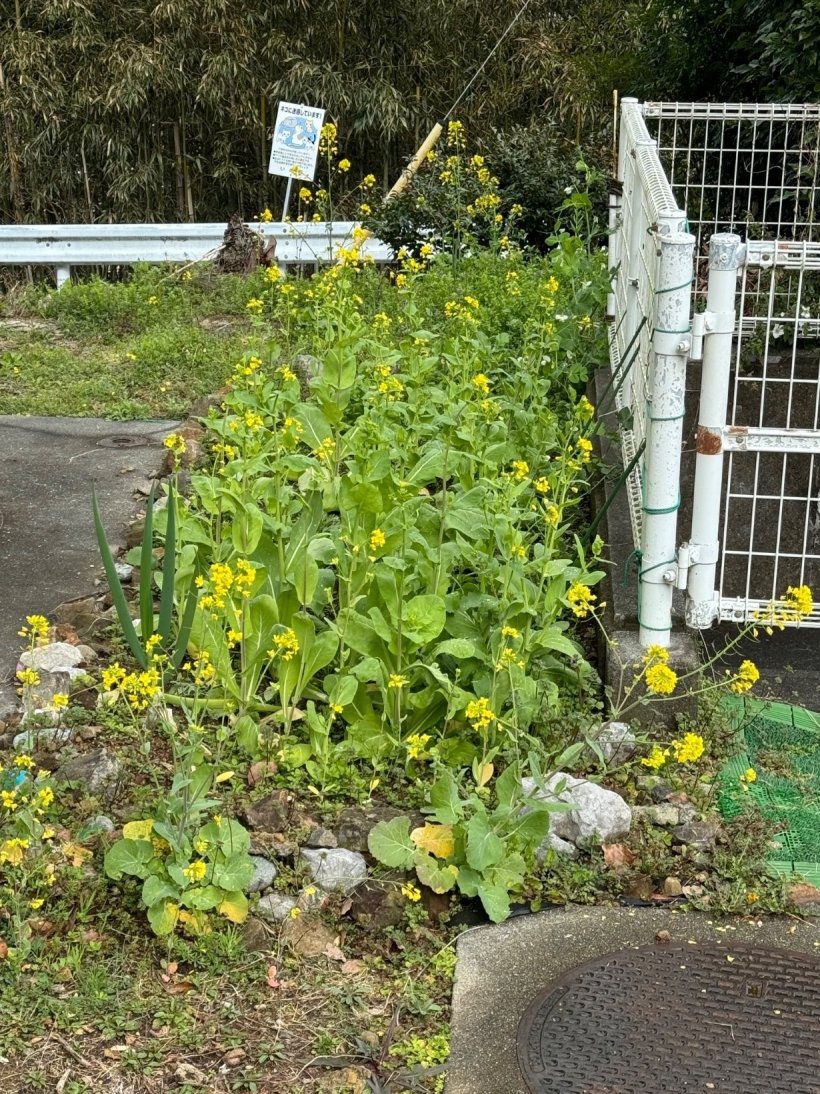 小さな菜の花畑