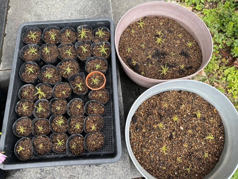 大小の鉢に入ったコキアの苗