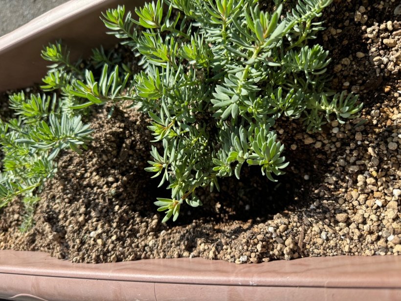 プランターに穴があいている