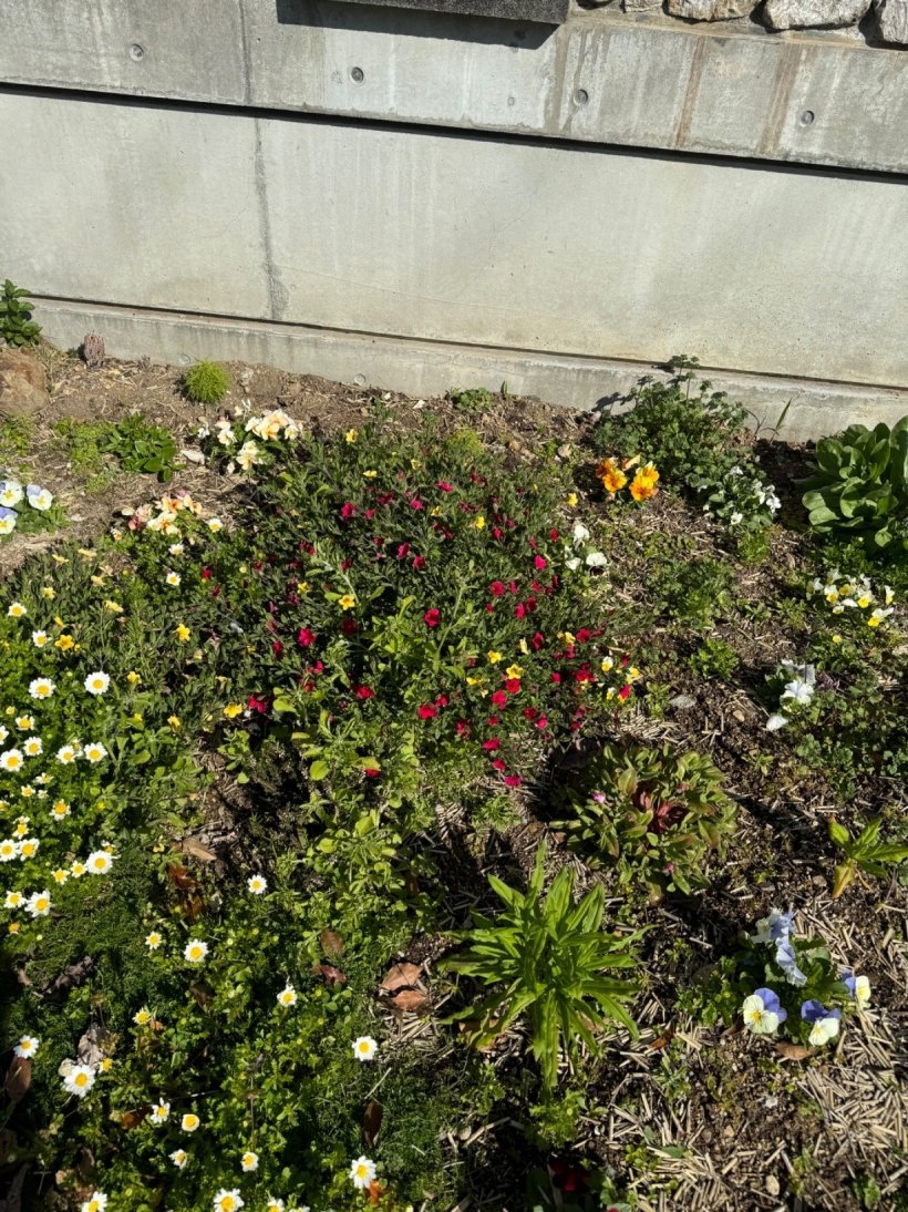 花壇に咲いた色とりどりの花