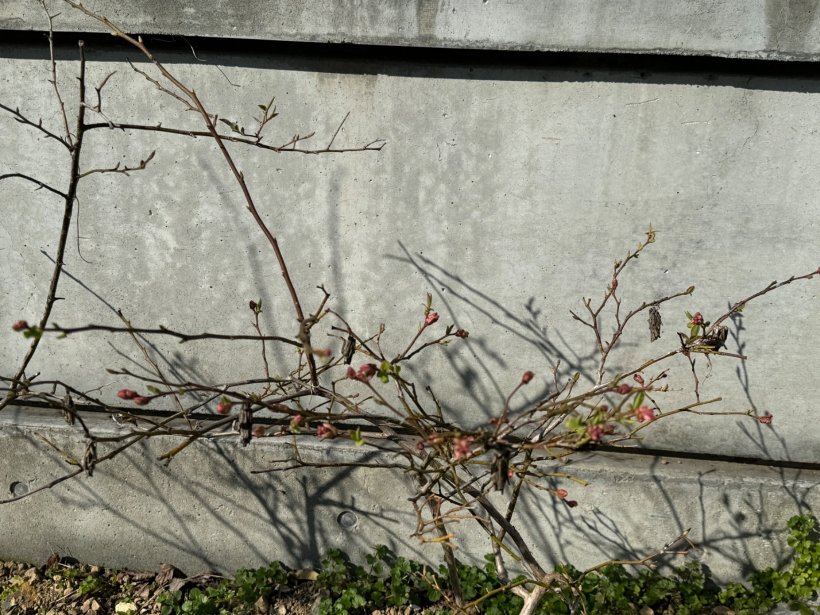 つぼみのあるブルーベリーの木