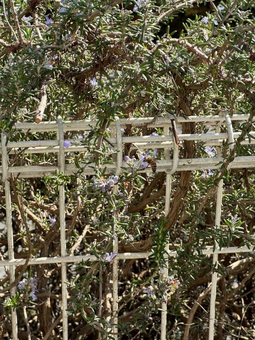 ローズマリーにとまっているミツバチ