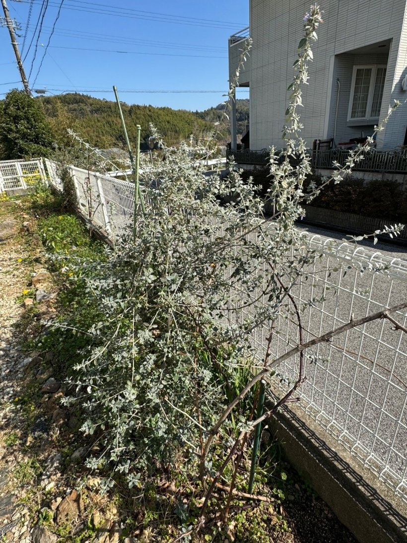 大きくなったツリージャーマンダー