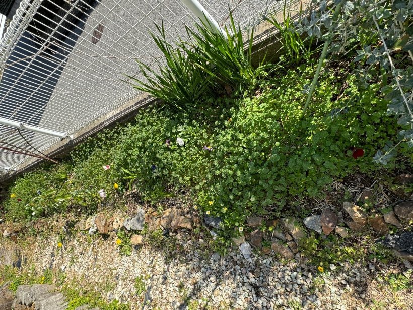 草が生えた花壇