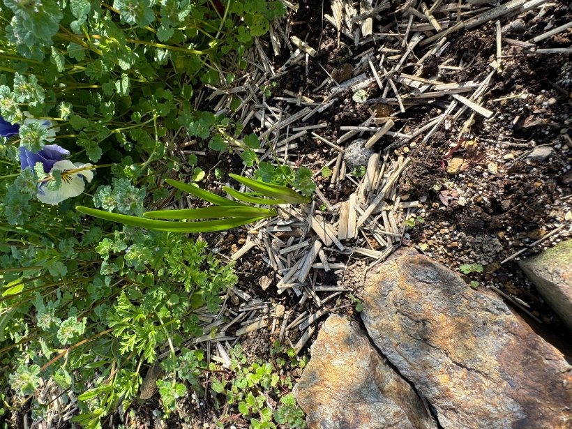 花壇から伸びた長い草