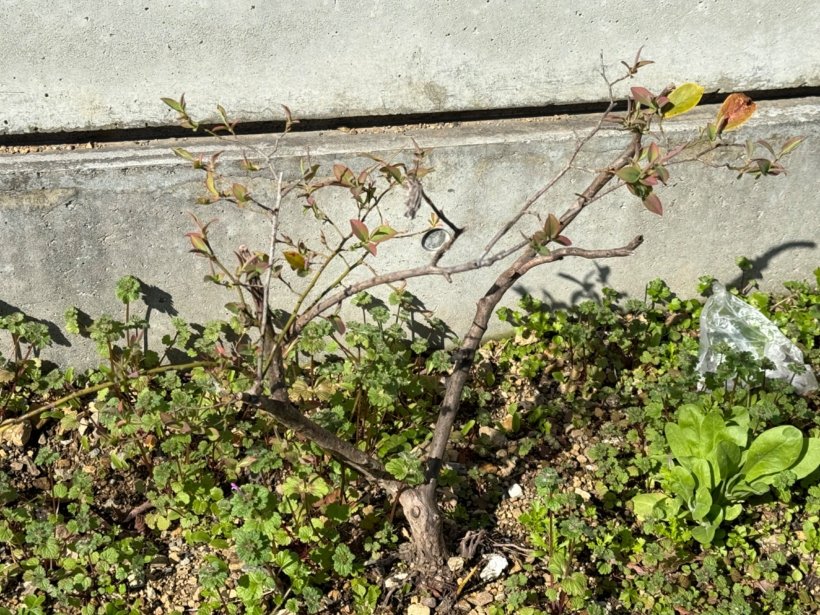 ブルーベリーの木