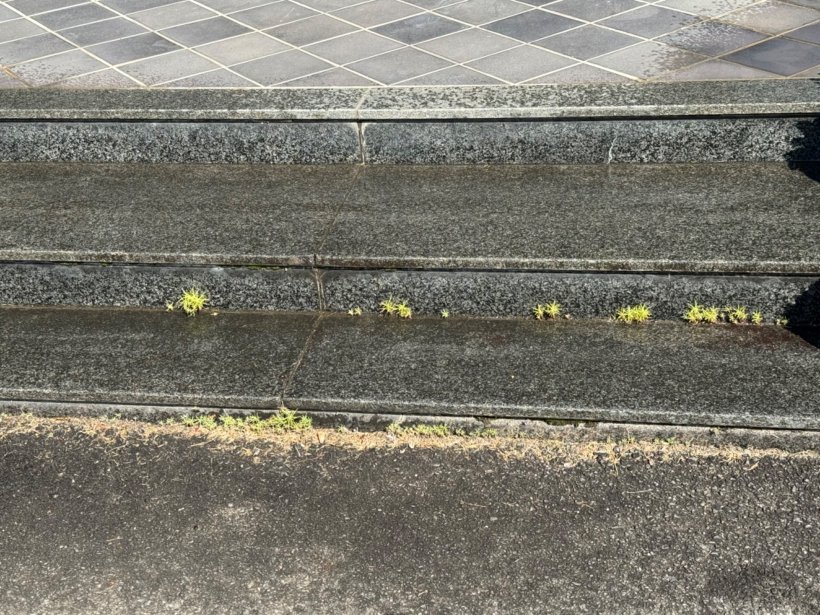 コンクリートの隙間からでてきたコキア