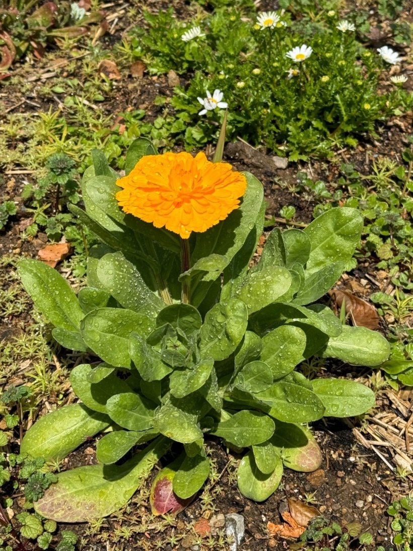 花の咲いたキンセンカ