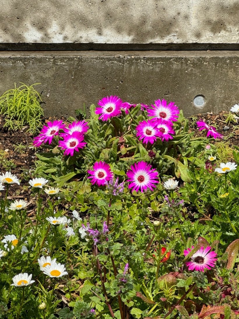 花開いたピンクのデイジー