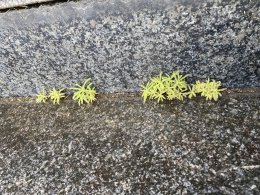 コンクリートの間から生えたコキア