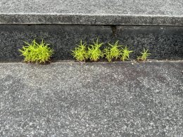 コンクリートの間から生えた大きくなったコキア