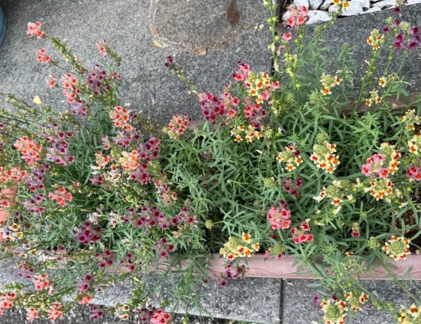 プランターの花