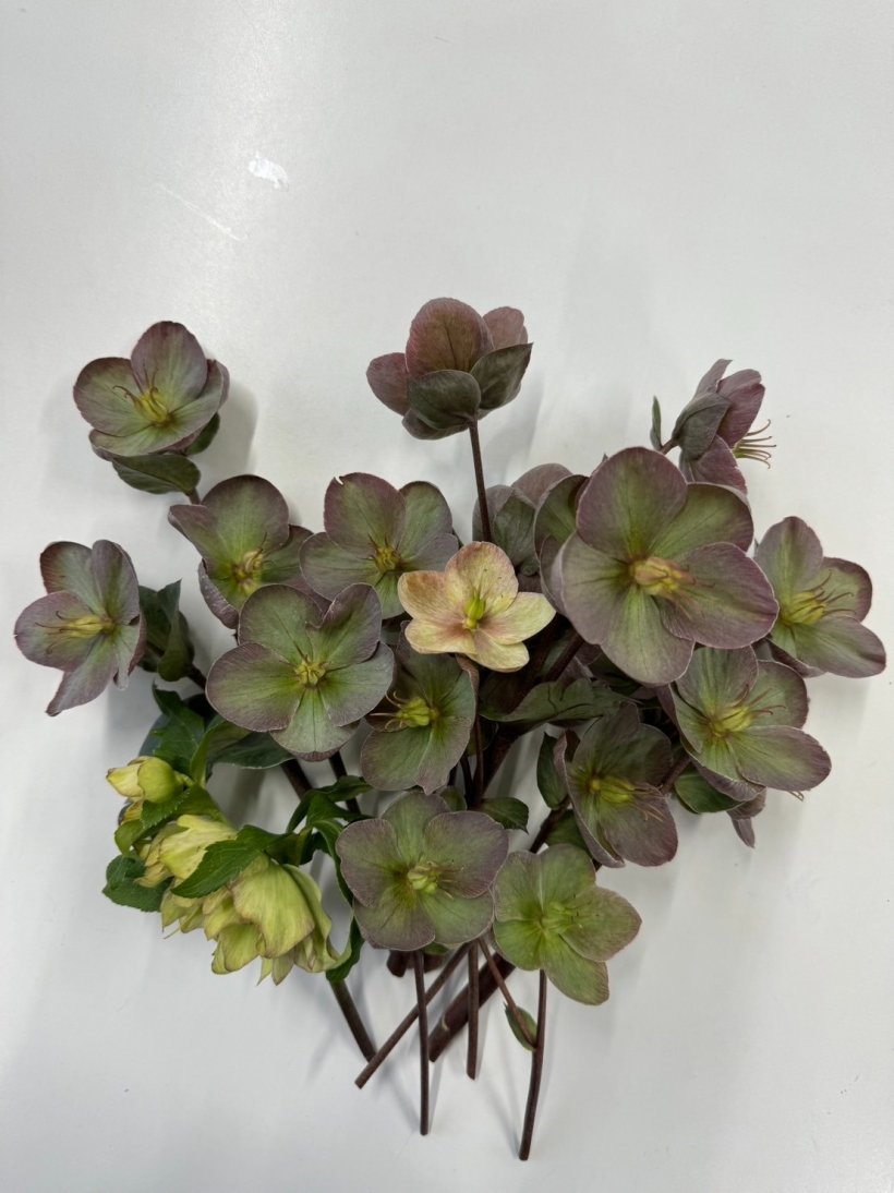 クリスマスローズ