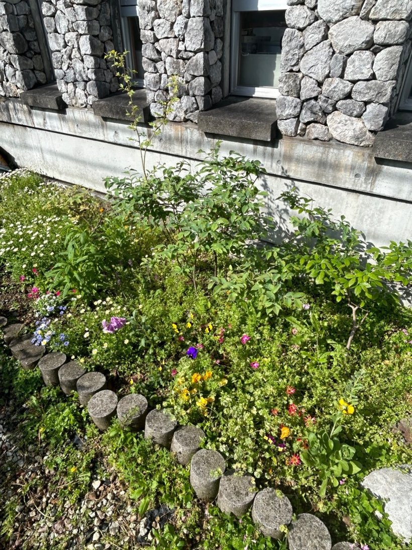 ブルーベリーの木