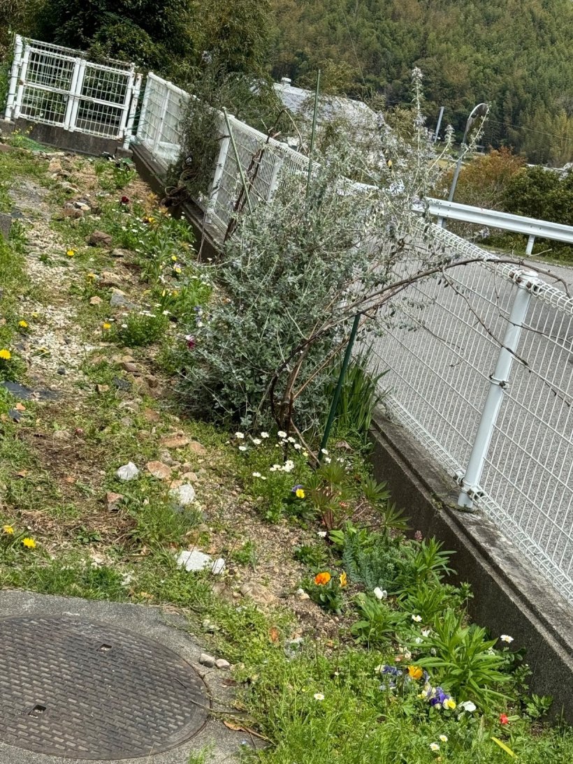 草を引いた花壇