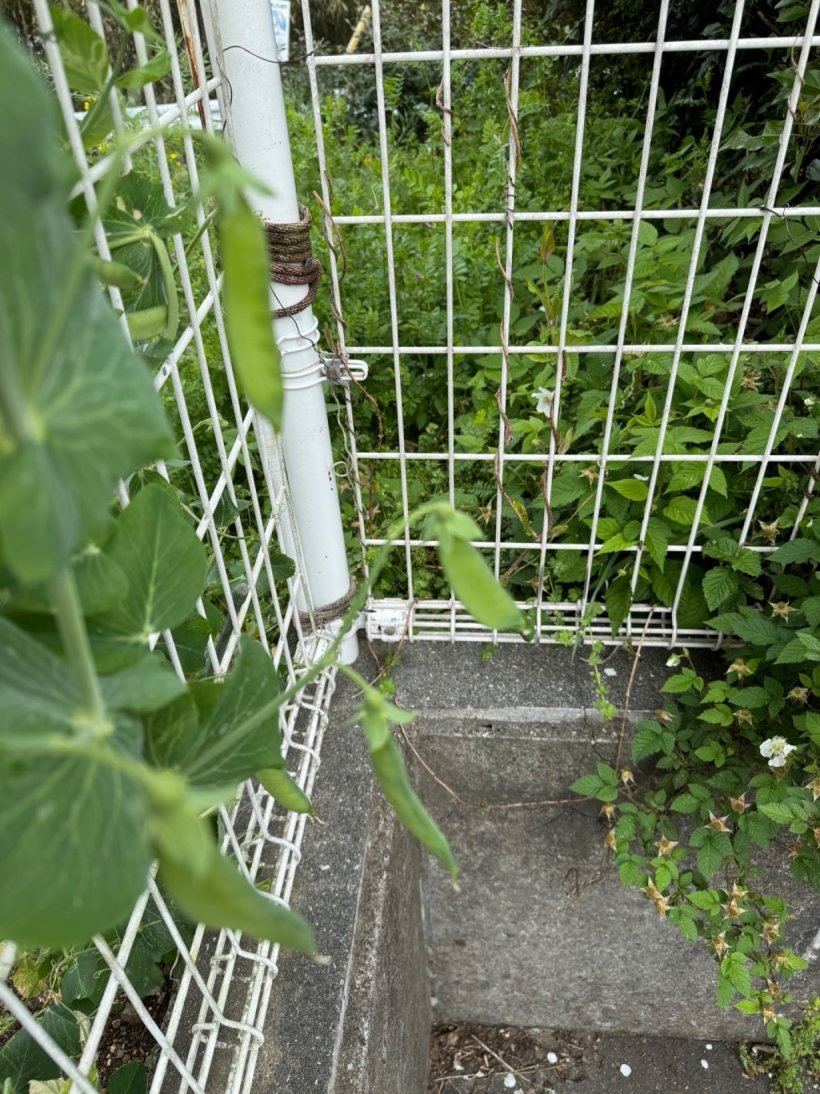 フェンスから出た絹さや