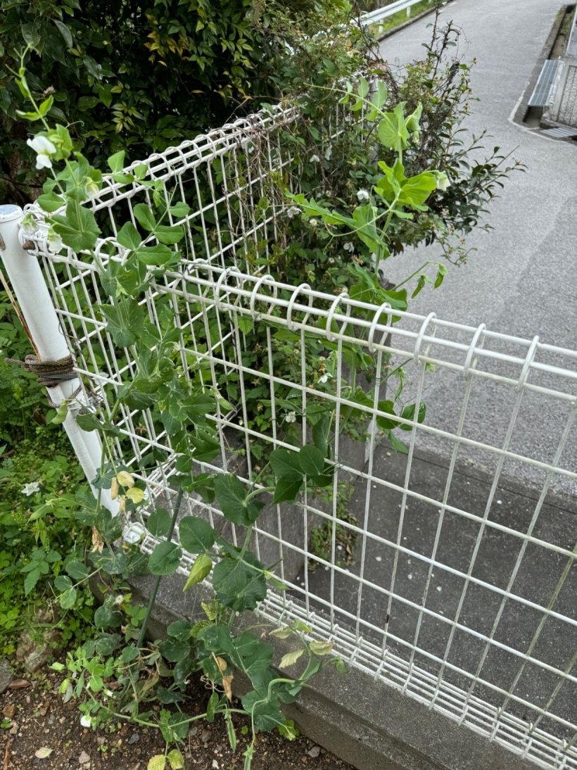 フェンスと上にグングン伸びた絹さや