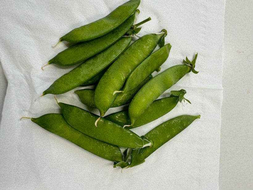 ティッシュの上にある絹さや