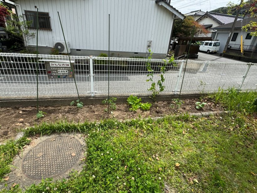 畑に苗が植わっている