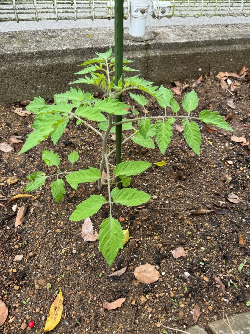 トマトの苗