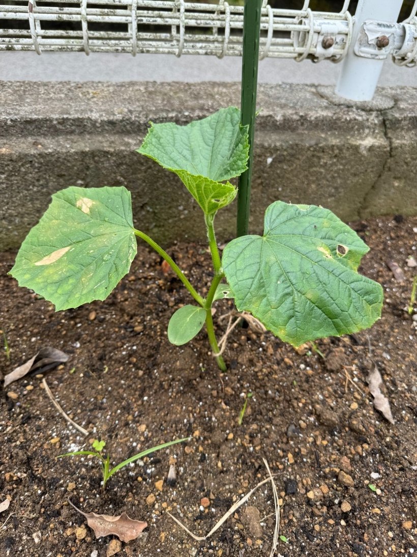 きゅうりの苗