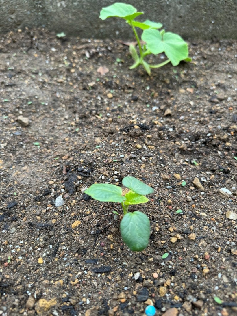 オクラの苗