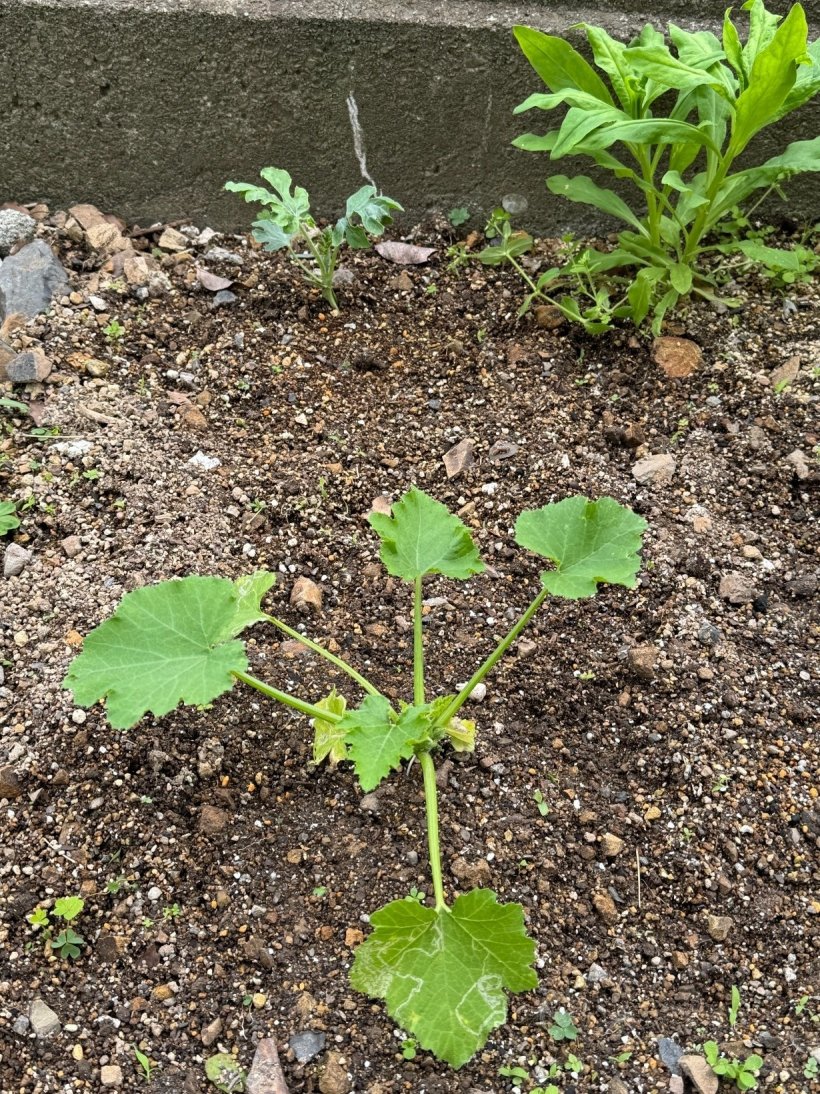 ズッキーニとスイカの苗