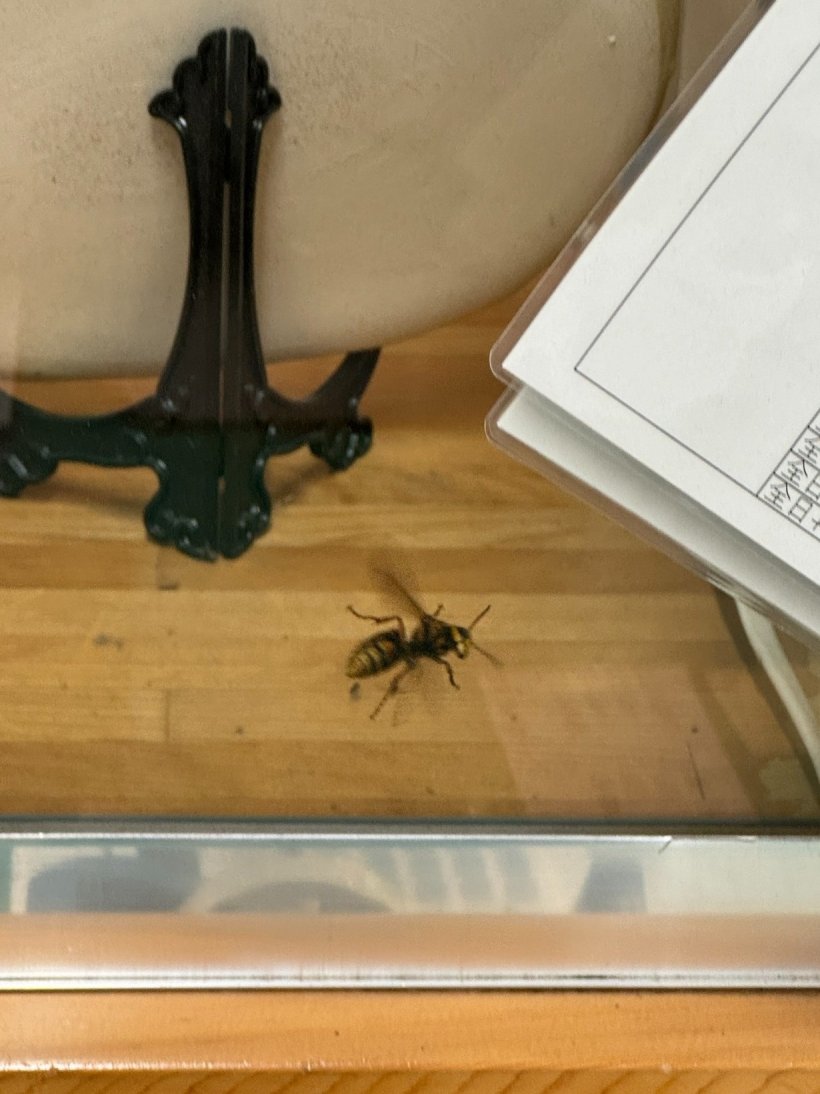 ガラス越しのハチ
