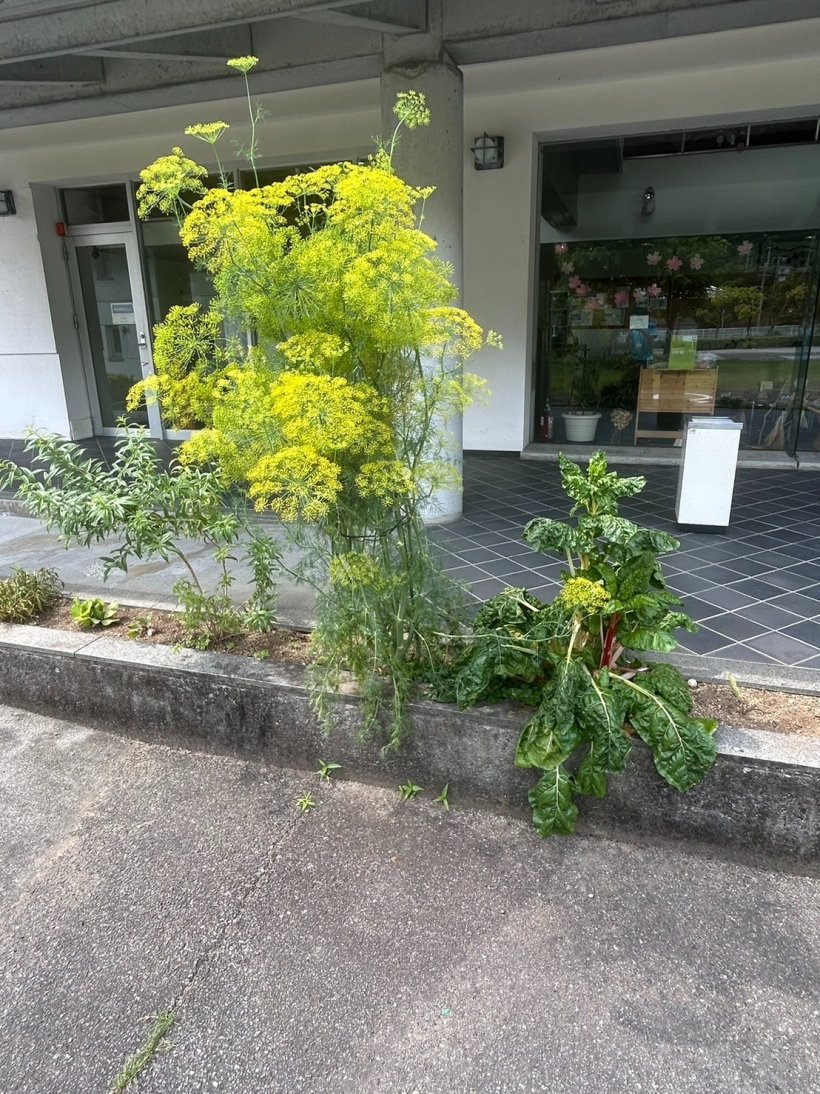 黄色い花の咲いたフェンネル、スイスチャード